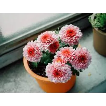 Modern Chrysanthemum Plant